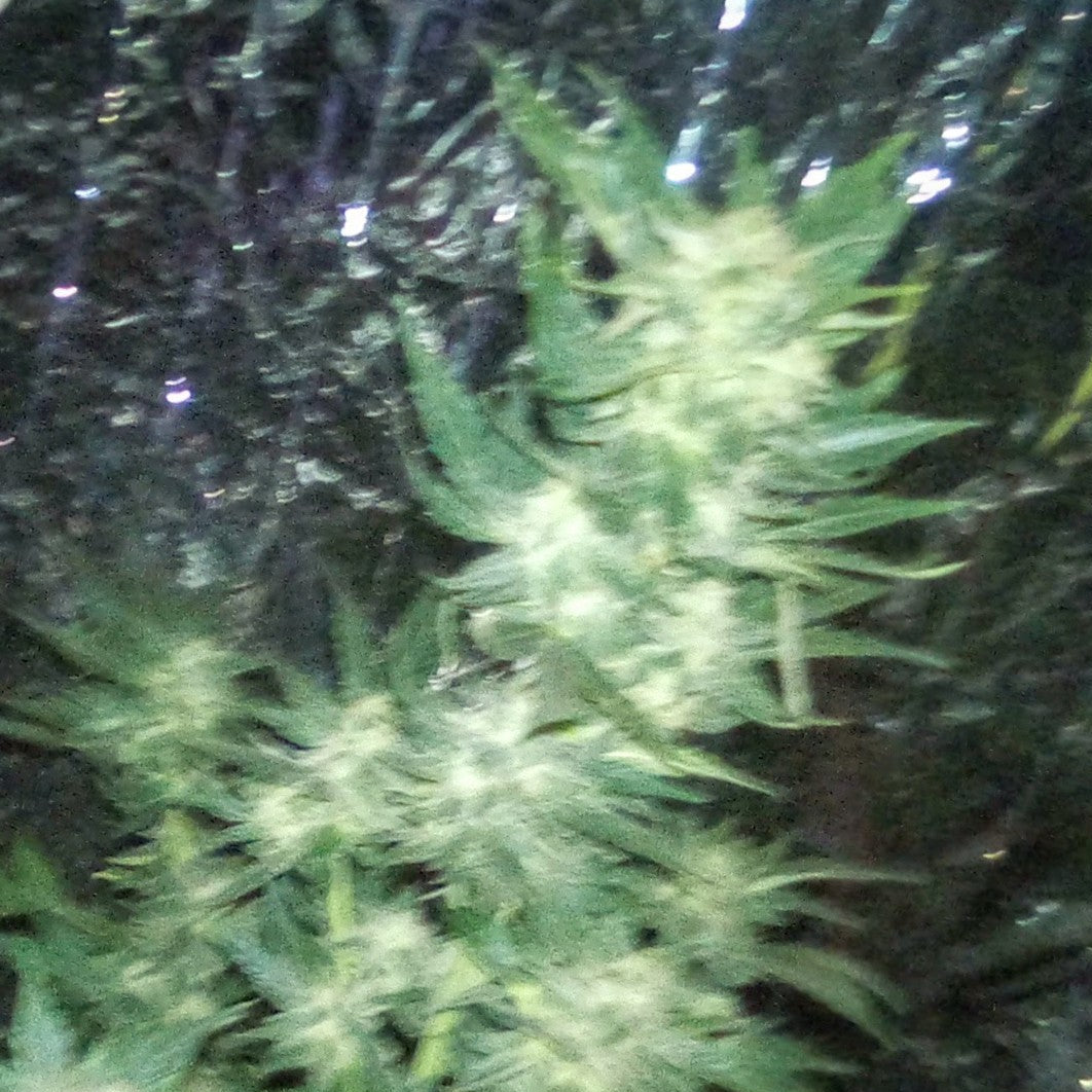White rhino