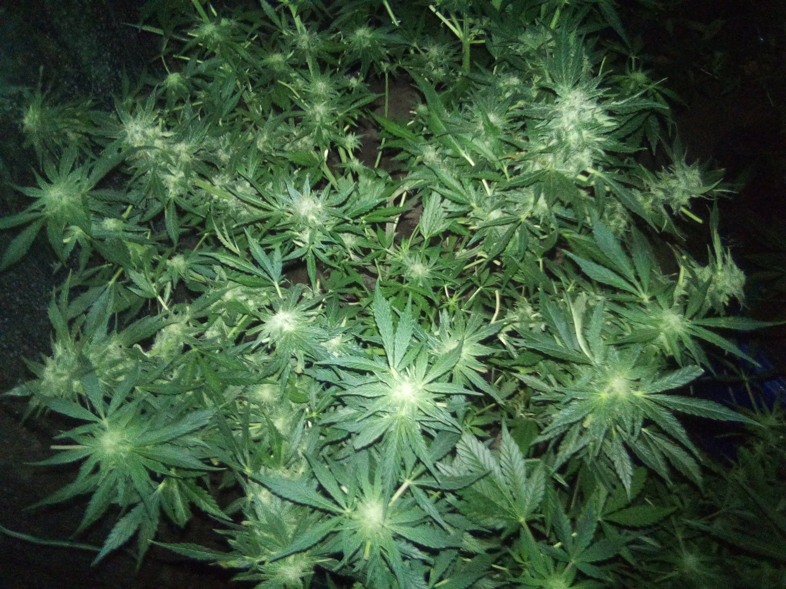 SILVER PEARL HAZE